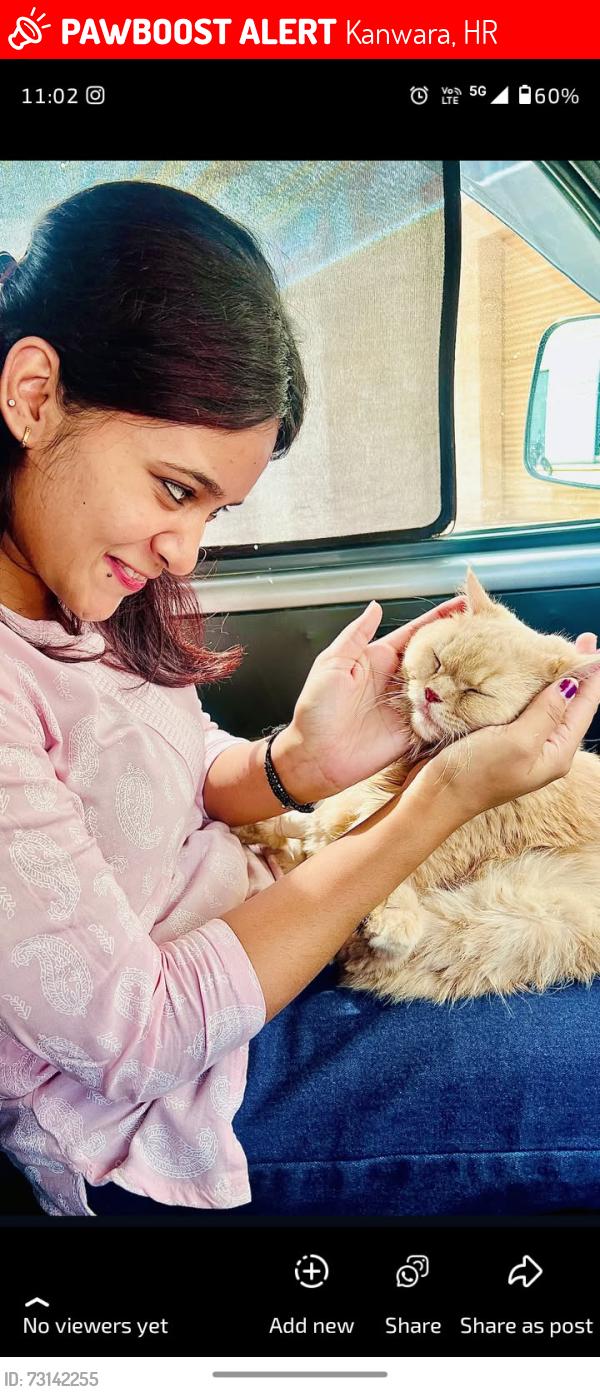 Lost Female Cat last seen Sec 82 faridabad Florida appartment, Kanwara, HR 121101