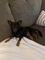 Found/Stray Male Dog last seen Babcock Rd, San Antonio, TX 78249