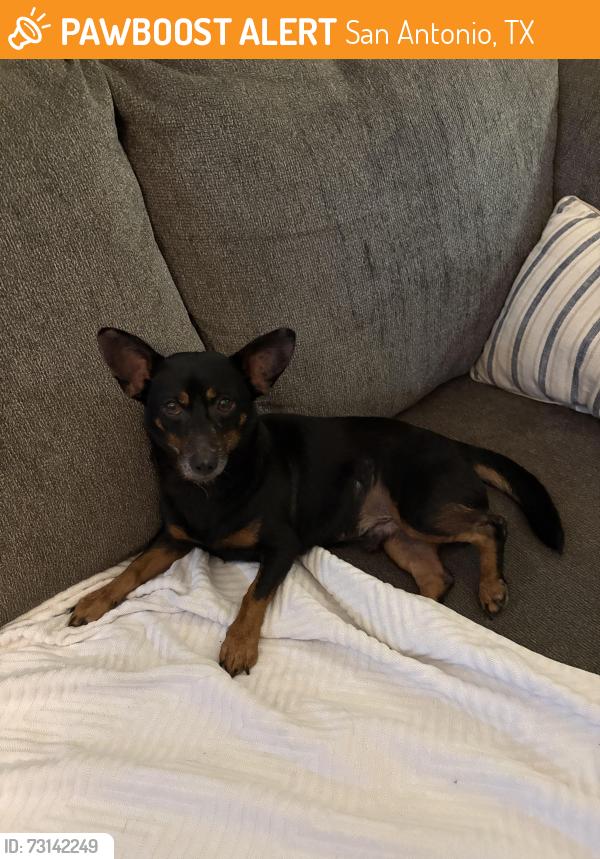 Found/Stray Male Dog last seen Babcock Rd, San Antonio, TX 78249