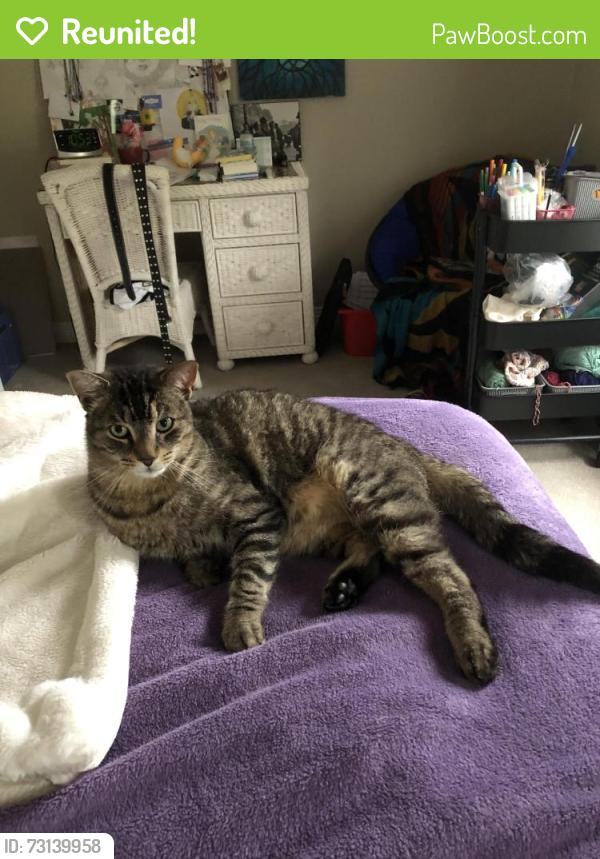 Reunited Male Cat last seen Near Will Scarlett drive, Mississauga, ON L5K 1J6