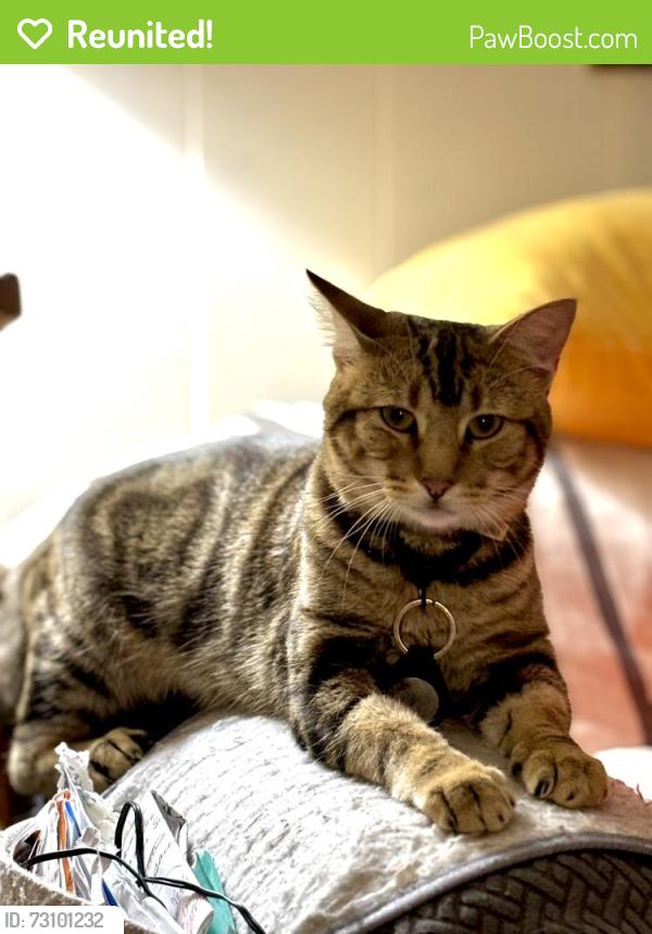 Reunited Male Cat last seen n kern dr and crestview in ofallon hills subdivision, O'Fallon, MO 63366