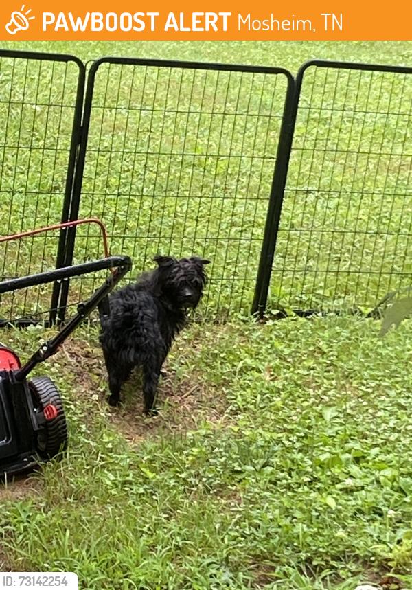 Found/Stray Male Dog last seen Liberty hill rd, Mosheim, TN 37818