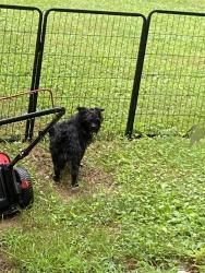Found/Stray Male Dog last seen Liberty hill rd, Mosheim, TN 37818