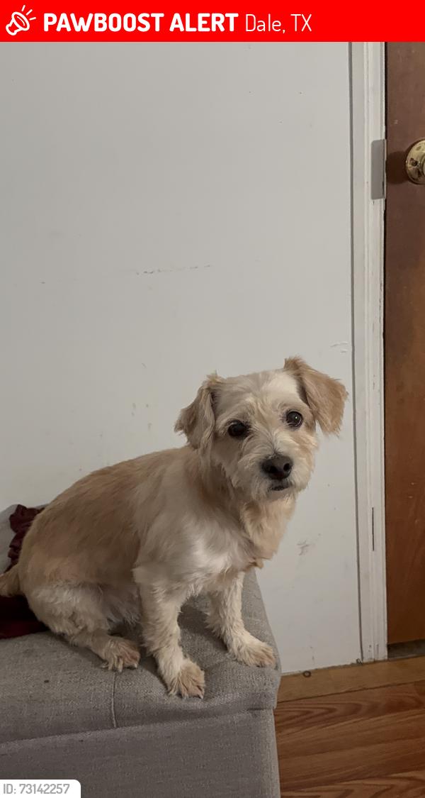 Lost Male Dog last seen Old San Antonio St and Scarlet Harts Ln, Dale, TX 78616