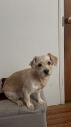 Lost Male Dog last seen Old San Antonio St and Scarlet Harts Ln, Dale, TX 78616
