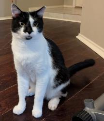 Lost Male Cat last seen Post Oak, Meadowiew Dr., Corinth, TX 76210