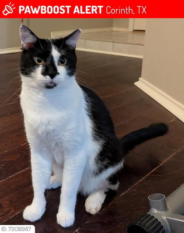 Lost Male Cat last seen Post Oak, Meadowiew Dr., Corinth, TX 76210
