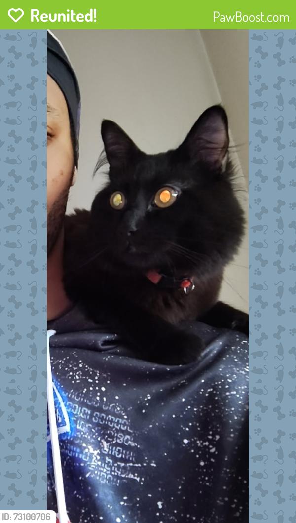 Reunited Male Cat last seen Near Hennepin Ave S by the Speed Way, Minneapolis, MN 55405