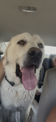 Found/Stray Male Dog last seen Central and Hwy 18 at Chevron, Apple Valley, CA 92307