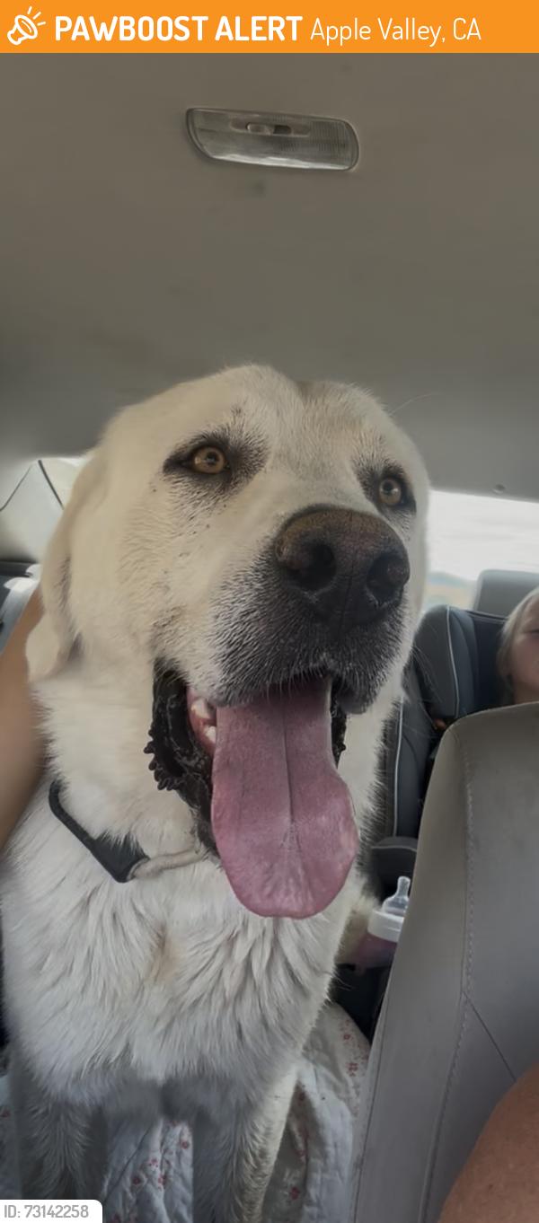 Found/Stray Male Dog last seen Central and Hwy 18 at Chevron, Apple Valley, CA 92307