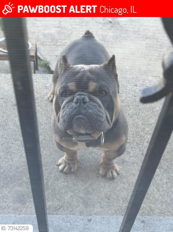 Lost Male Dog last seen 94th Kingstomn, Chicago, IL 60617