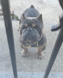Lost Male Dog last seen 94th Kingstomn, Chicago, IL 60617