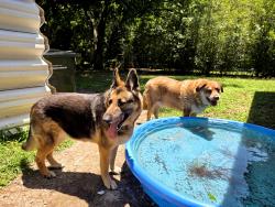 Reunited Unknown Dog last seen Corner of Cedar Creek Rd & Sloan, Fayetteville, NC 28306
