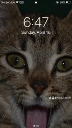 Lost Female Cat last seen Lodi General Store, Shade, OH 45701