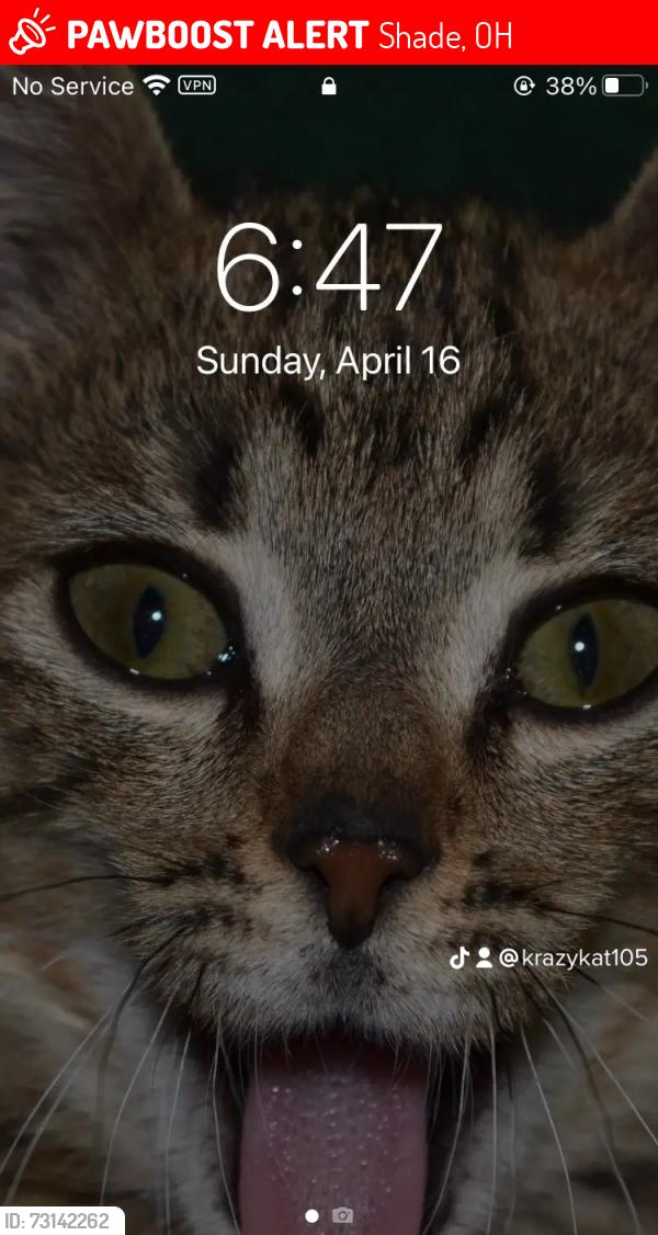 Lost Female Cat last seen Lodi General Store, Shade, OH 45701