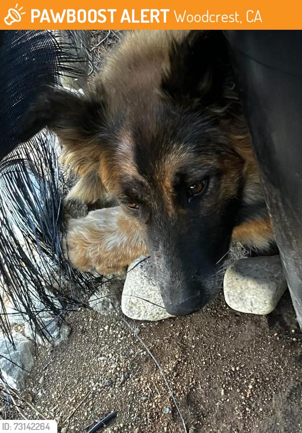 Found/Stray Unknown Dog last seen Canyon View Drive and Van Buren, Woodcrest, CA 92504