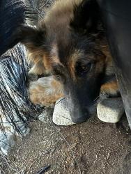 Found/Stray Unknown Dog last seen Canyon View Drive and Van Buren, Woodcrest, CA 92504