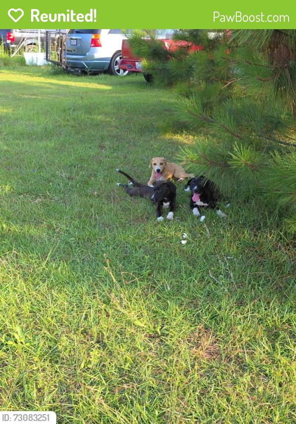 Reunited Unknown Dog last seen King Tuck Road, Robeson County, NC 28384