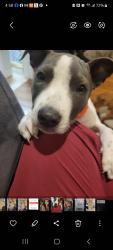 Reunited Female Dog last seen Mapleton Forest DR, Cleveland, TN 37312