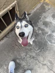 Found/Stray Female Dog last seen Normandie & Council, Los Angeles, CA 90004