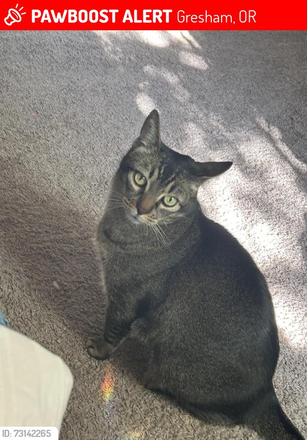 Lost Male Cat last seen NW Battaglia Ave, Gresham, OR 97030
