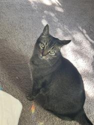 Lost Male Cat last seen NW Battaglia Ave, Gresham, OR 97030