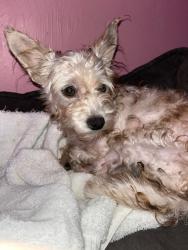 Found/Stray Female Dog last seen Near, Houston, TX 77066