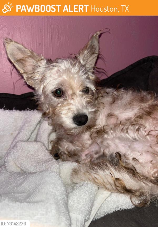 Found/Stray Female Dog last seen Near, Houston, TX 77066