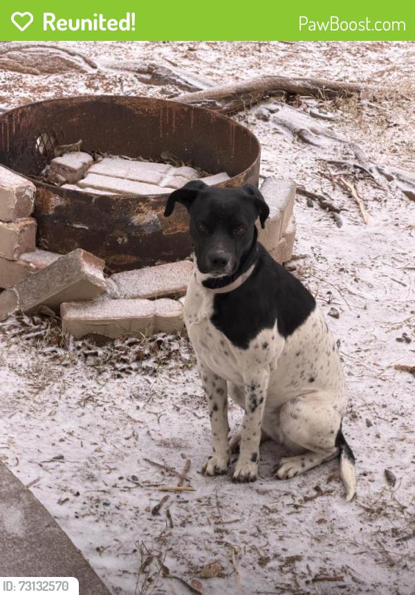 Reunited Female Dog last seen Locust and 36th street, Odessa, TX 79762