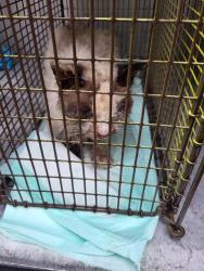 Shelter Stray Female Cat last seen W MAYFIELD, 4710 TX-151, San Antonio, TX 78227, USA