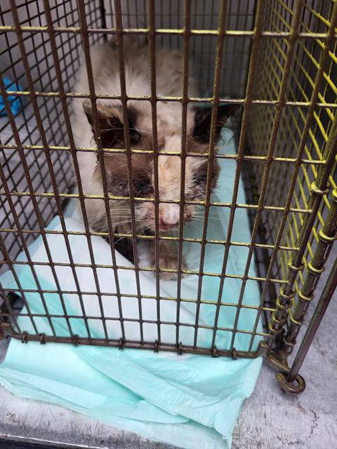Shelter Stray Female Cat last seen W MAYFIELD, 4710 TX-151, San Antonio, TX 78227, USA