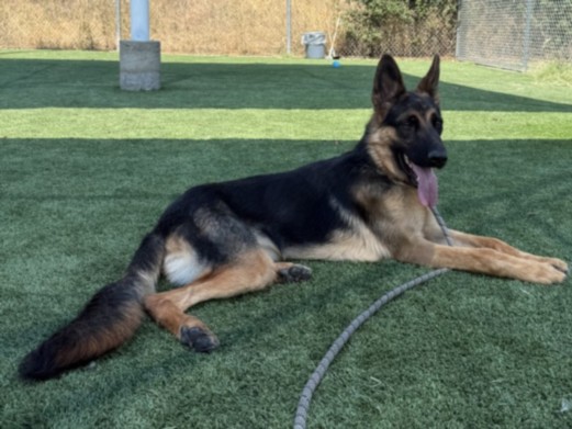 Shelter Stray Male Dog last seen , 3201 Lacy St, Los Angeles, CA 90031, USA