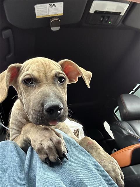 Shelter Stray Male Dog last seen HWY 90 AND MILITARY, 4710 TX-151, San Antonio, TX 78227, USA