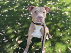 Shelter Stray Male Dog last seen , 3201 Lacy St, Los Angeles, CA 90031, USA