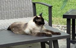 Found/Stray Female Cat last seen Hwy 7 and Stringtown, Greenwood, MO 64034