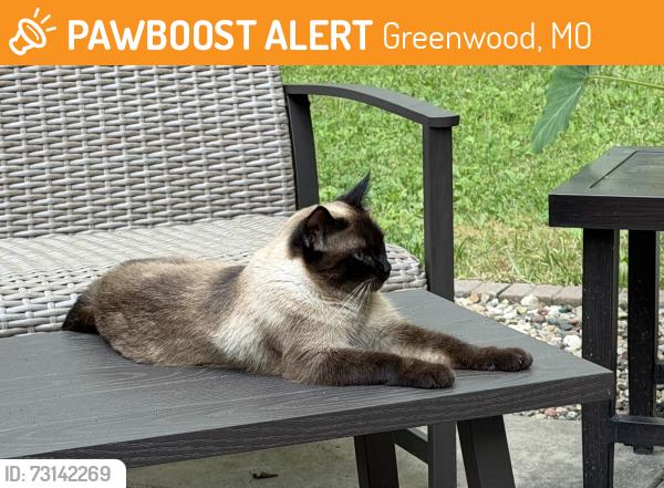 Found/Stray Female Cat last seen Hwy 7 and Stringtown, Greenwood, MO 64034
