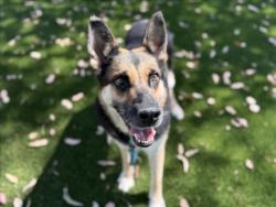 Shelter Stray Female Dog last seen , 3201 Lacy St, Los Angeles, CA 90031, USA