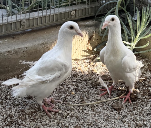 Shelter Stray Unknown Bird last seen , 3201 Lacy St, Los Angeles, CA 90031, USA