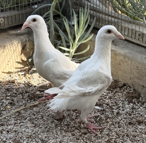 Shelter Stray Unknown Bird last seen , 3201 Lacy St, Los Angeles, CA 90031, USA