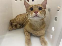 Shelter Stray Male Cat last seen Near P.O. BOX 270651, 3839 W Burnham St, West Milwaukee, WI 53215, USA