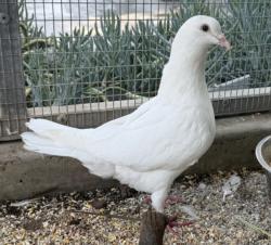 Shelter Stray Unknown Bird last seen , 3201 Lacy St, Los Angeles, CA 90031, USA