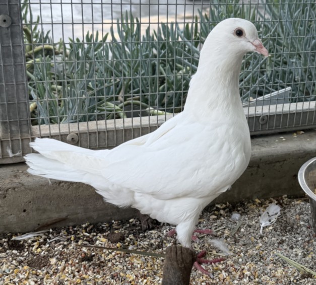 Shelter Stray Unknown Bird last seen , 3201 Lacy St, Los Angeles, CA 90031, USA