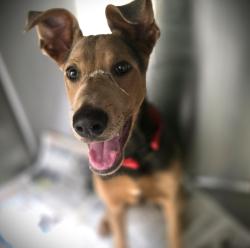 Shelter Stray Female Dog last seen , 3201 Lacy St, Los Angeles, CA 90031, USA