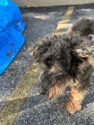 Shelter Stray Male Dog last seen Near BLOCK SW 124TH ST, 3599 NW 79th Ave, Doral, FL 33122, USA