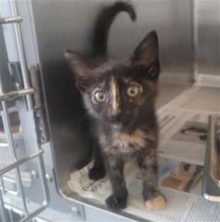 Shelter Stray Unknown Cat last seen , 3201 Lacy St, Los Angeles, CA 90031, USA