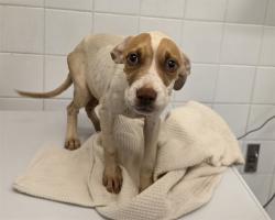 Shelter Stray Female Dog last seen Near BLOCK NW 8 RD, 3599 NW 79th Ave, Doral, FL 33122, USA