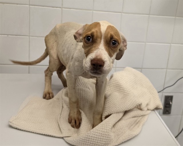 Shelter Stray Female Dog last seen Near BLOCK NW 8 RD, 3599 NW 79th Ave, Doral, FL 33122, USA