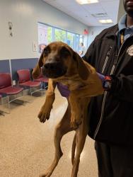 Shelter Stray Male Dog last seen LAS, 3599 NW 79th Ave, Doral, FL 33122, USA