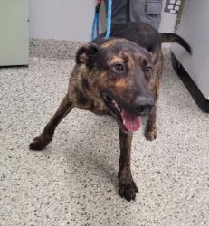 Shelter Stray Male Dog last seen Near BLOCK BRAILE ST, DETROIT, MI 48223, 7401 Chrysler Dr, Detroit, MI 48211, USA