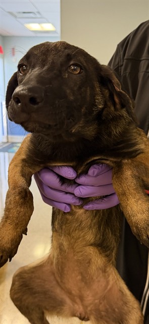 Shelter Stray Female Dog last seen LAS, 3599 NW 79th Ave, Doral, FL 33122, USA